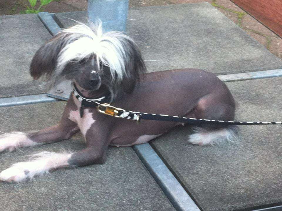 Baroness Gintaro Magija