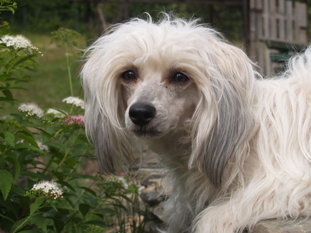 Avril Divoký tymián