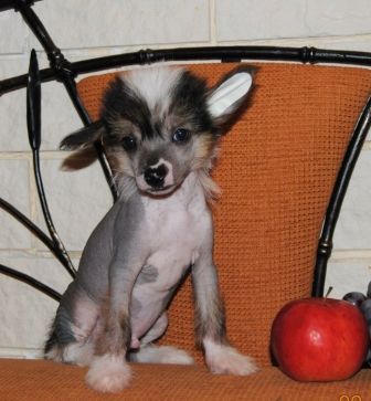 Sapfir iz Tsarskogo Sela Lutic