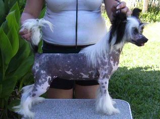 Juvani's Proud Mary @ Kalan