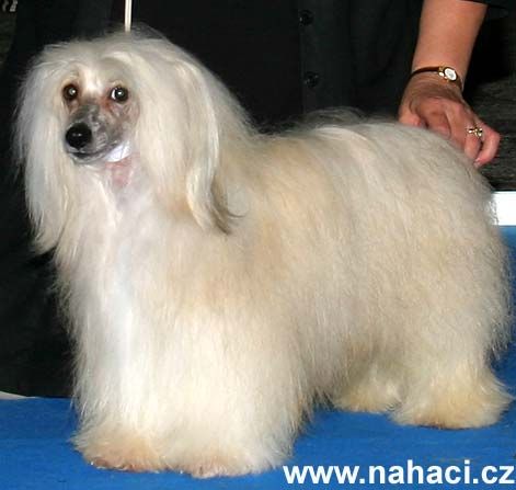 Roc Star du Sourire sous l'Ondée