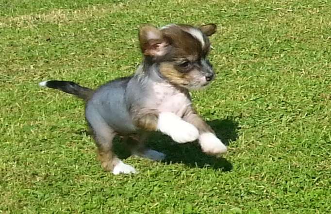 Andrakebyn's Aamir Khan