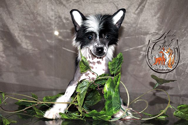 Ksolo Club Lady Lights and Success