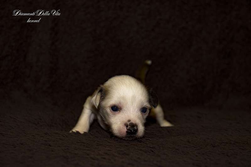 Diamanti Della Vita L.