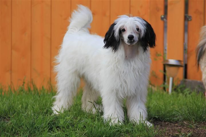 Anka Princess of Twilight Diamonds