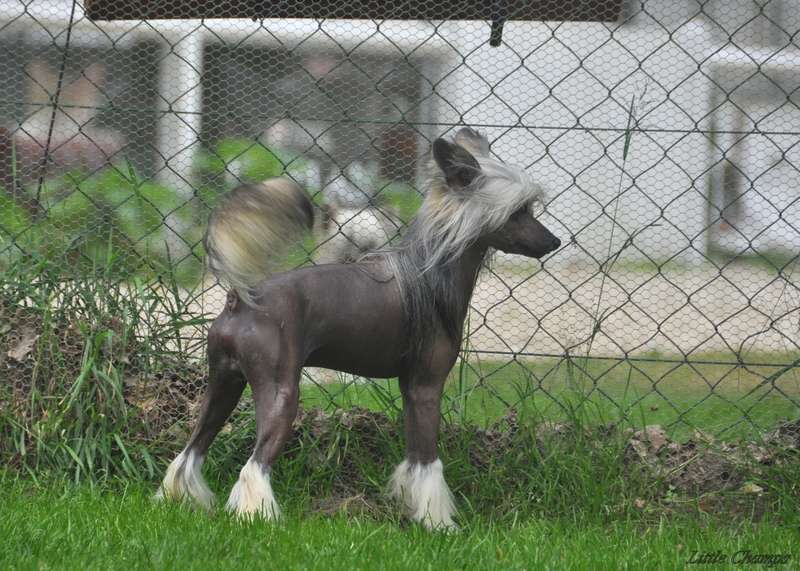 Nacho Duato Little Champs