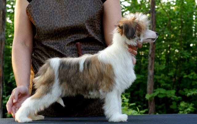 Tender Feeling iz Diamond Sity