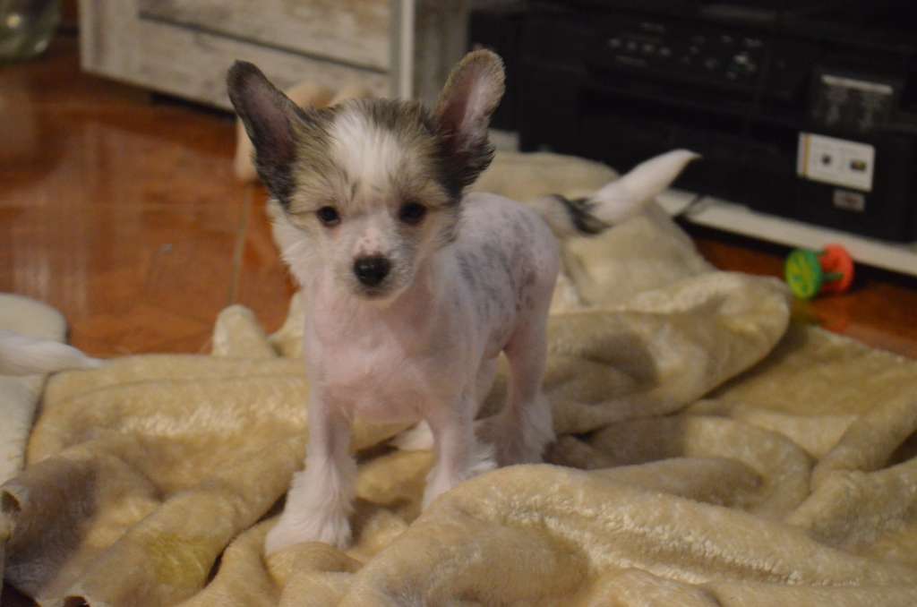 Attis Sweet Dream River