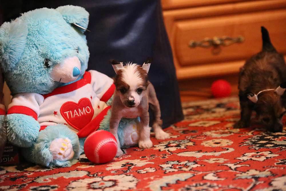 Alfa Laval Celebrity Always Wins