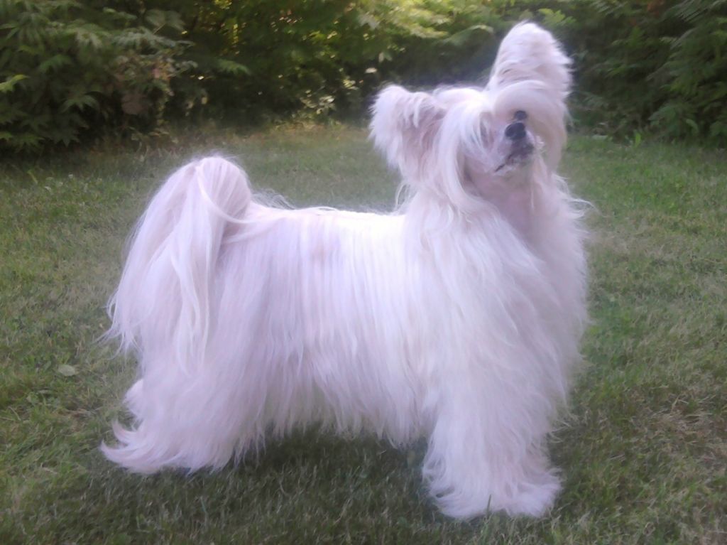 Tiangou's Nice Dzaybo