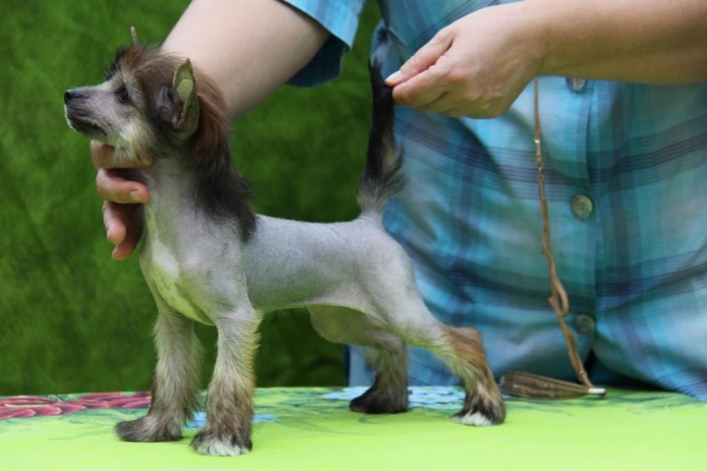 Zneneva-Debjut Eliza