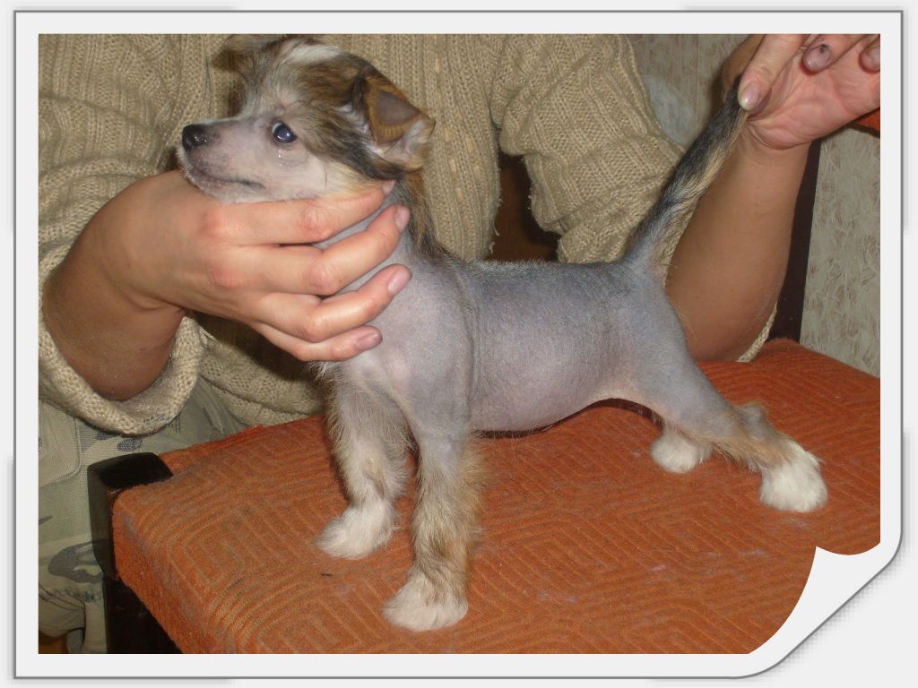 Rus Foreva Geir Demi Tengri