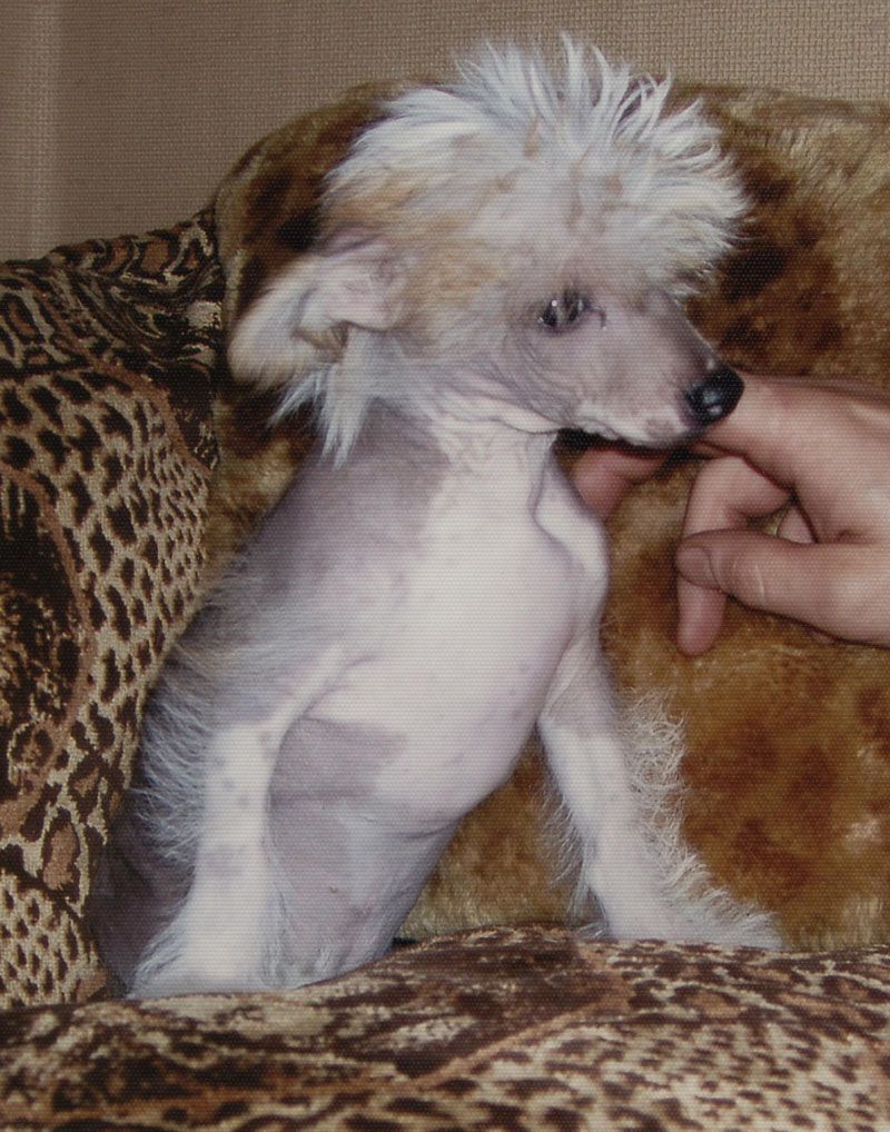 Shanghai Surprise Imperija