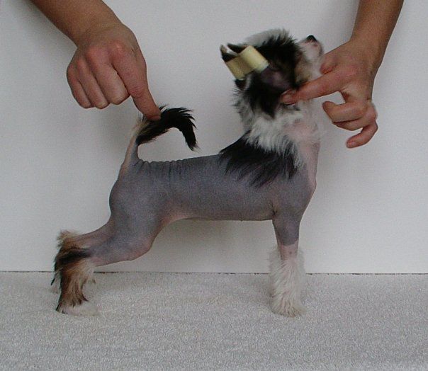 Definition Of Sense  Panx