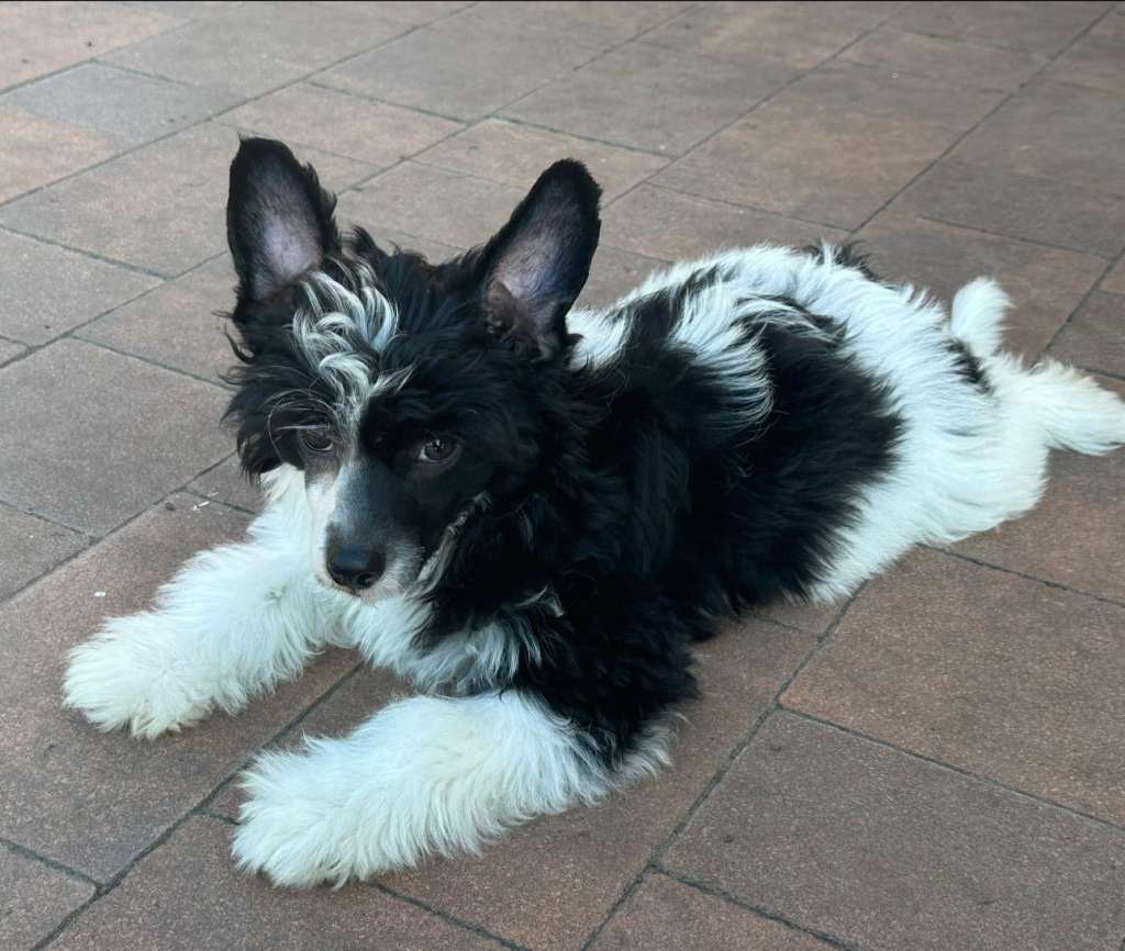 Blackberry Wonders Lair