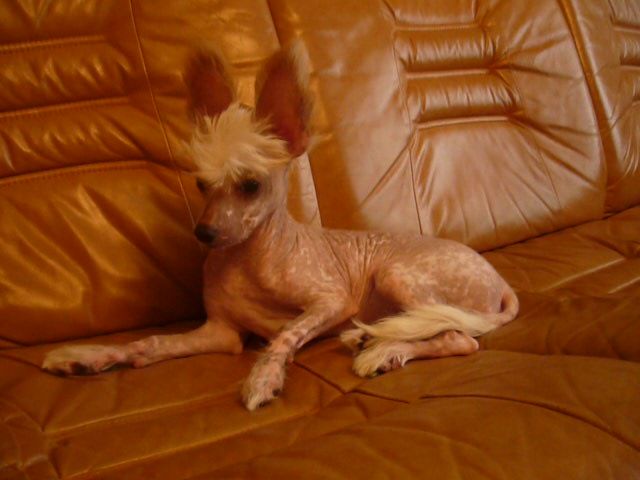 Naleks Art Atlantida