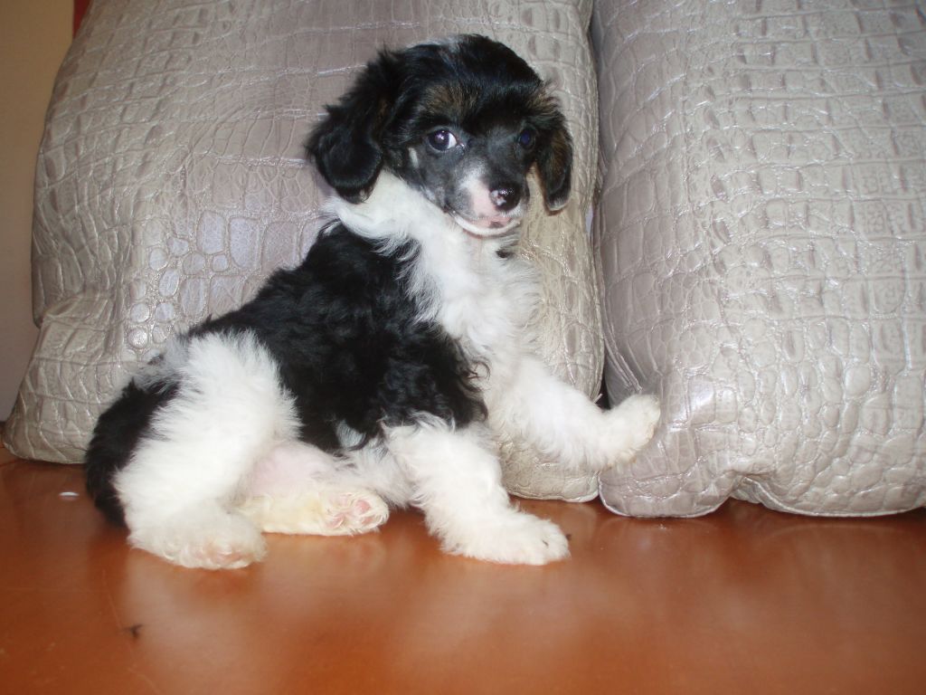 atxarrea gala loewe the best