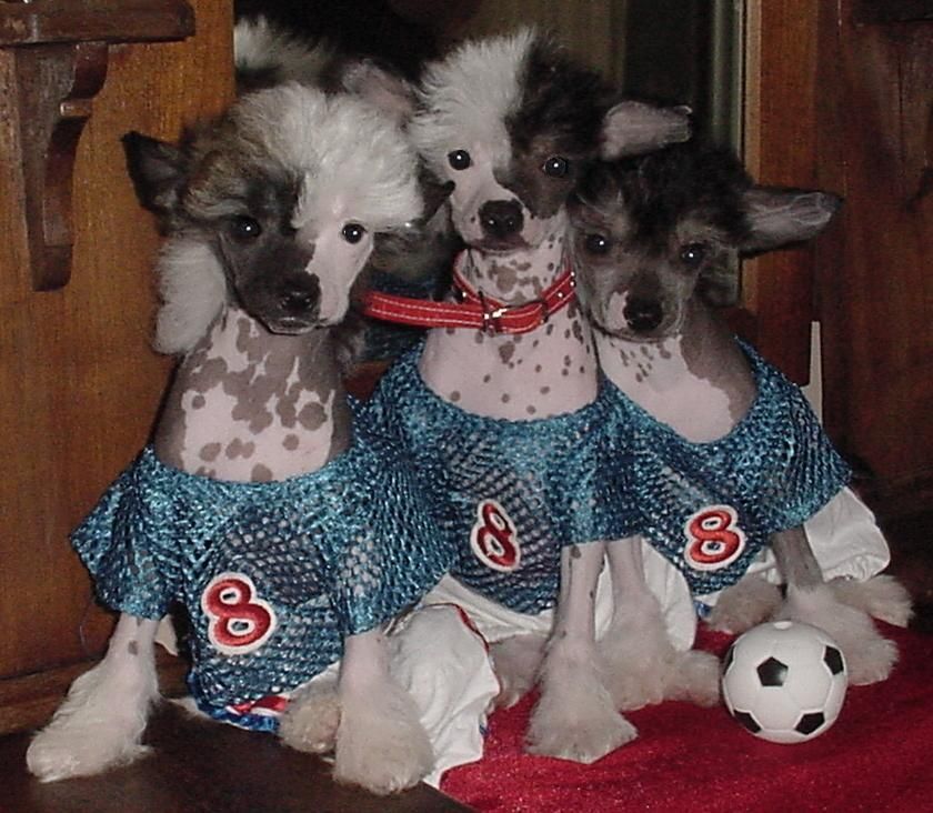 NH2Helen OF Troy's Naked Ambition M WL