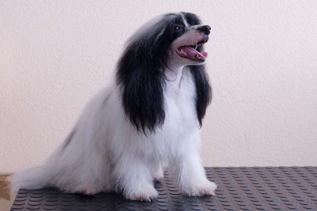 Doris od Zlateho moku