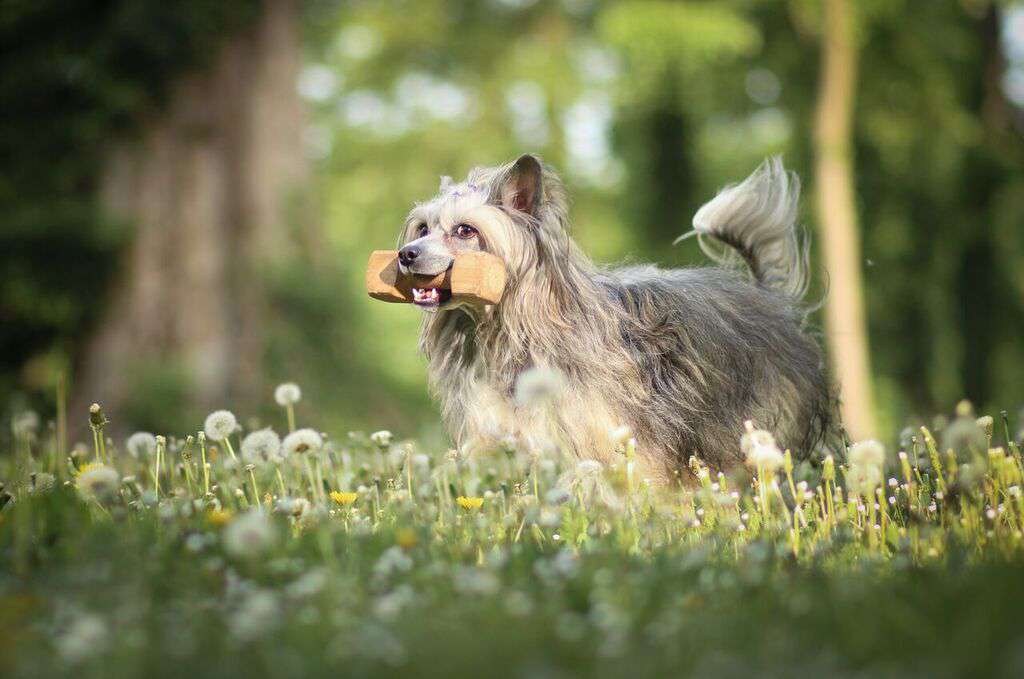 Forseti's Kiss N Tell