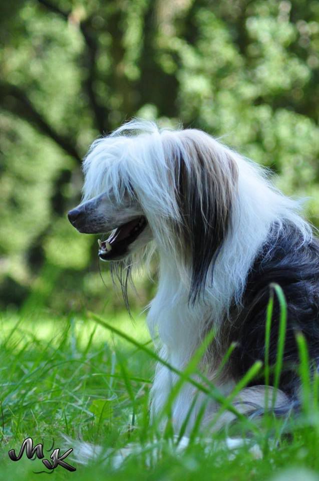 Forrest La Tremua Al Maarii Sapphire