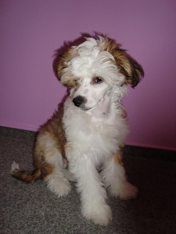 Bonti Teo z Mlynskeho dvora