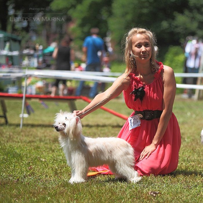 Grand Show Diaman Blan