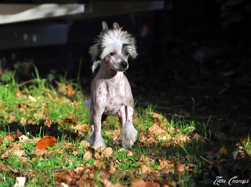 Volante Little Champs