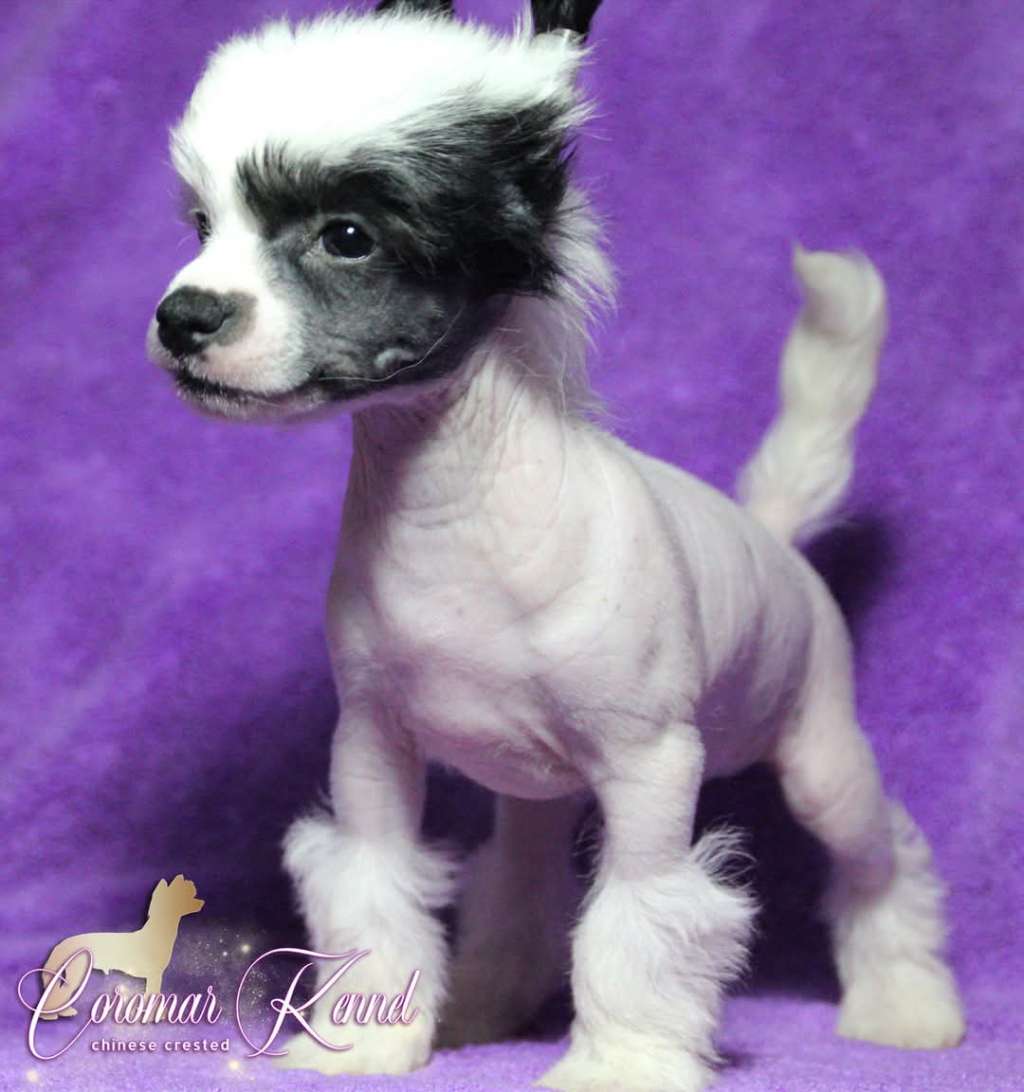 Coromar Il Mío Carusso