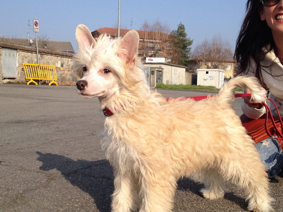 Ghibli wind that writes on the sand