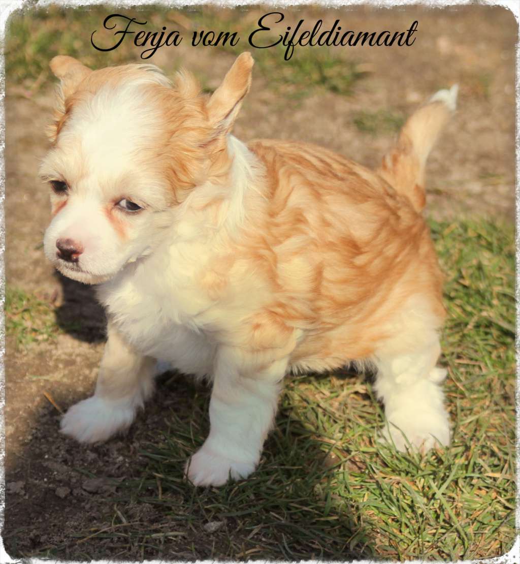 Fenja vom Eifeldiamant