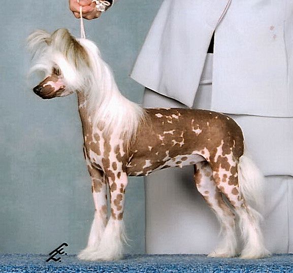 Wavecrest Music of the Stars