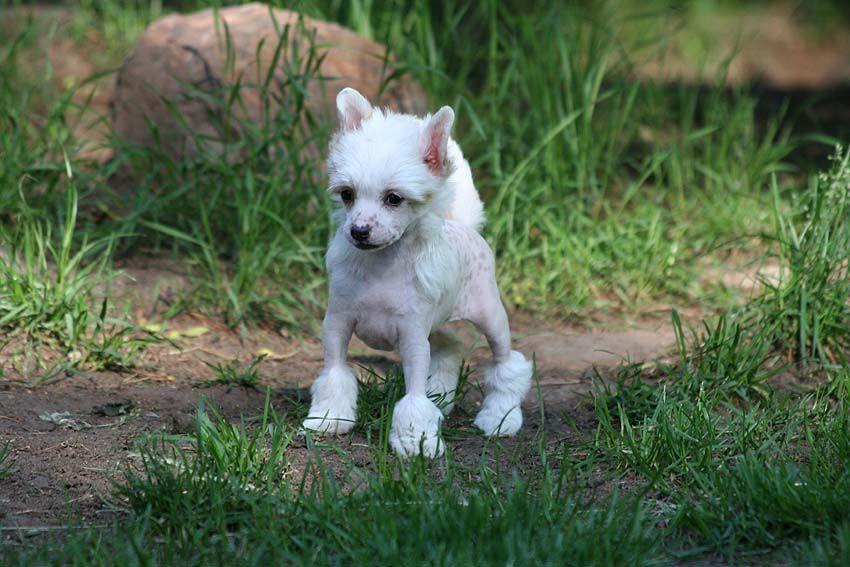 Dragon Moon Where Is Your Chi