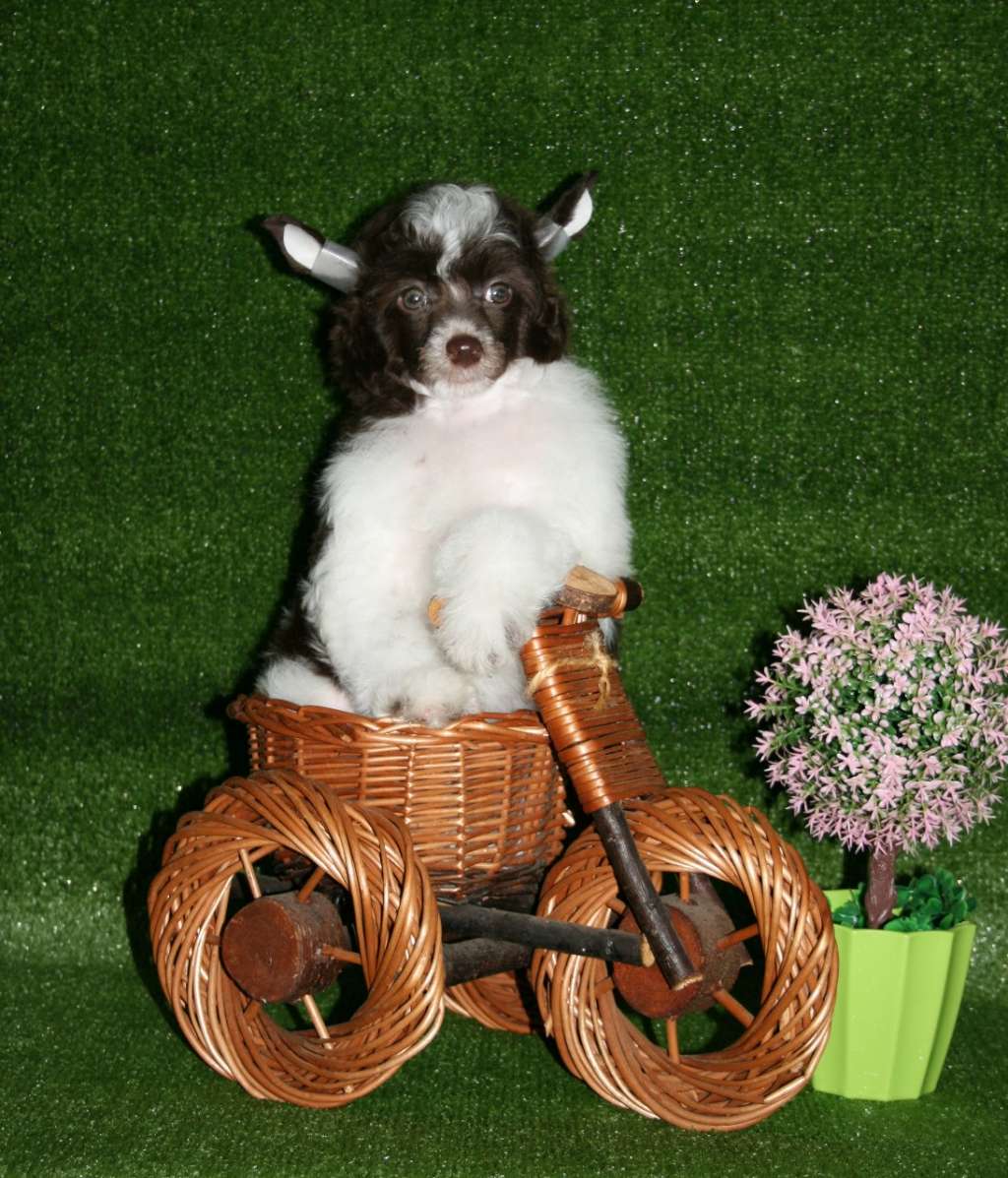 Opus palmate Nicolette