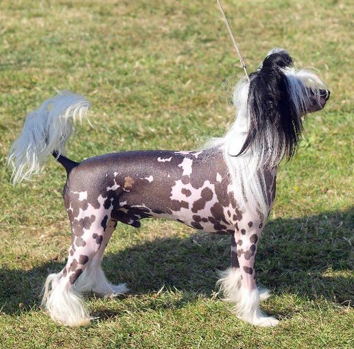 Liddyleaze Perfect Kkarma for Jhanchi  1 CC