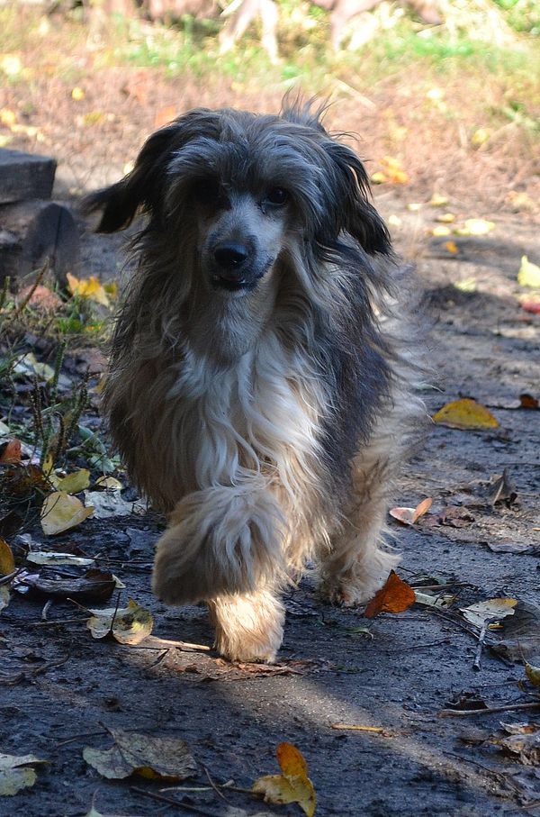 Buket ot Volnogo Psa