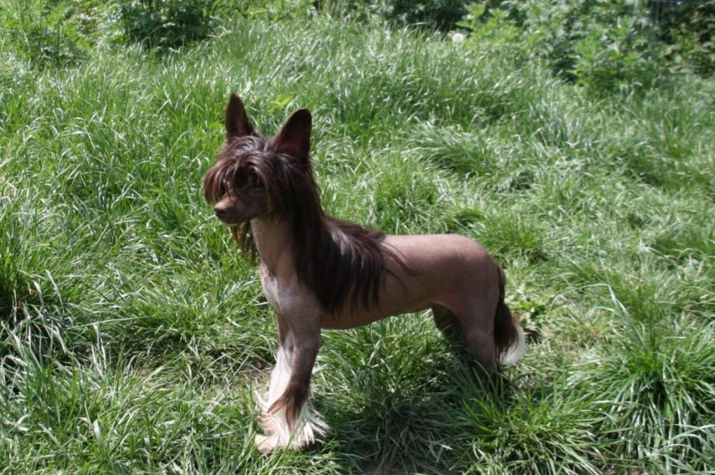 Be My Dog's Unhand Me Sir