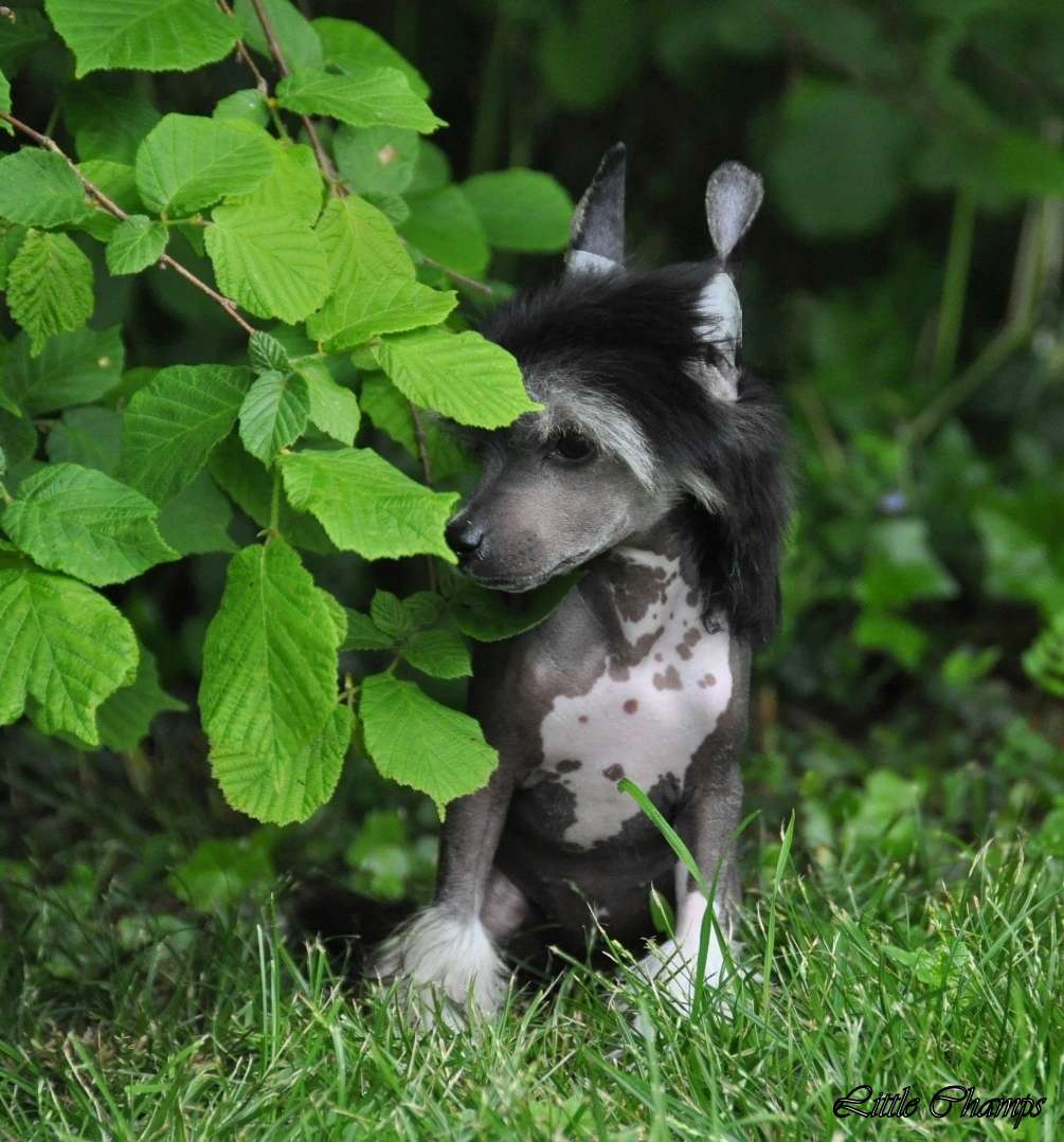 Marie Charlotte Little Champs