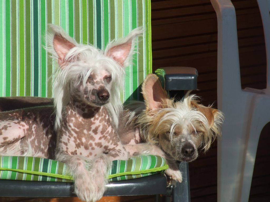 Sørås-Siden's Snow Flake