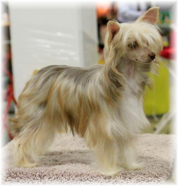 KG Serenity's Sweet Addiction