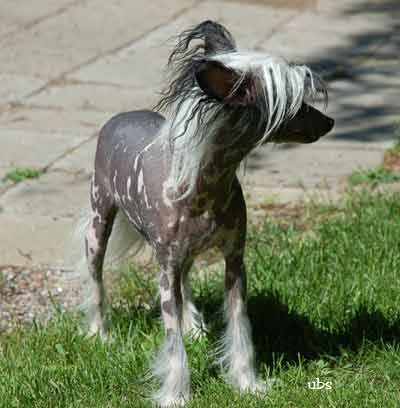 Mooncrest Amulet of Emale