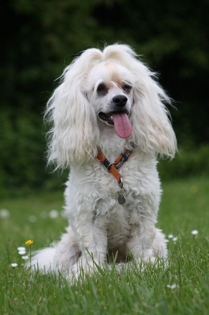 Lucky Star v.d. Loofdak