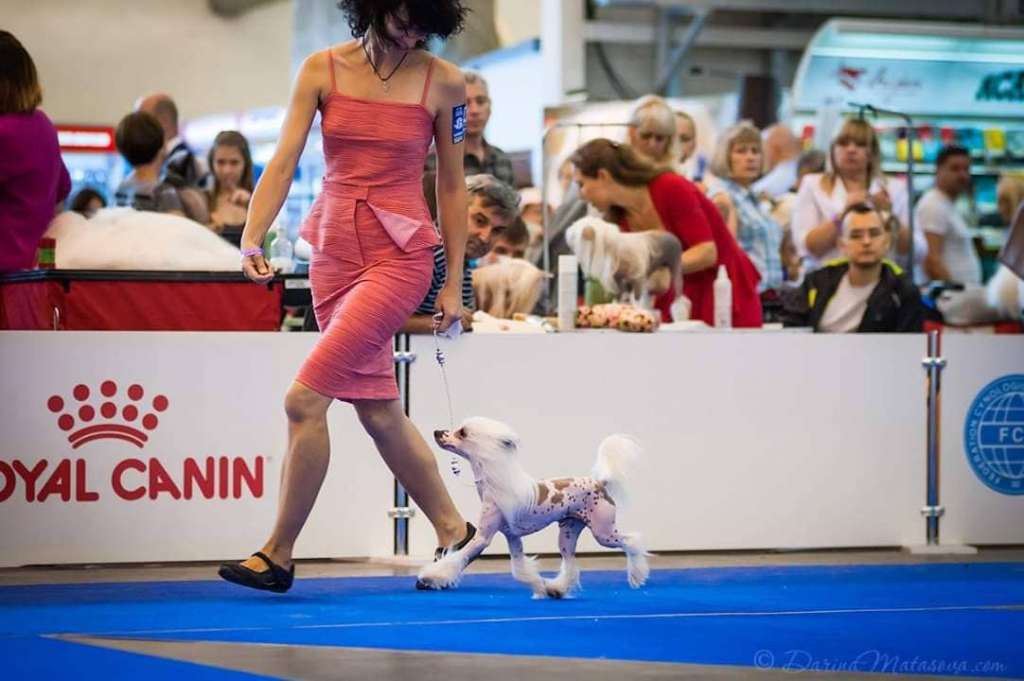 Destin Dastan Dneprovskoye Solntse