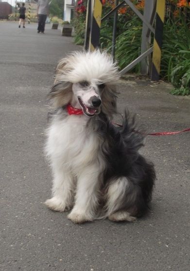 Please Mr. President   Al Maarii Sapphire