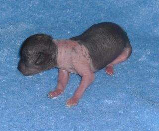 Yunao's Dream Diamond