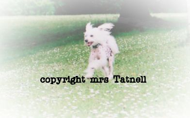 spiritcrest pink panther