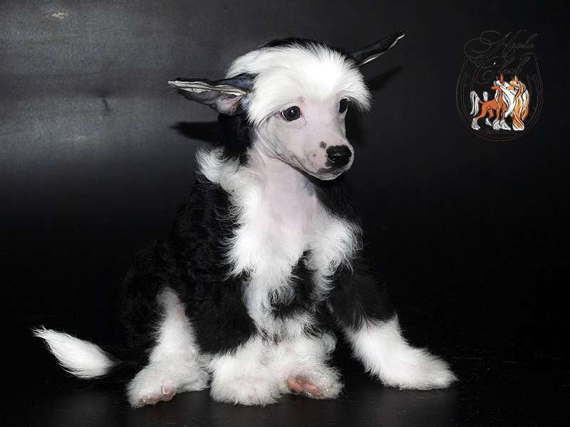 Ksolo Club Ita Lon IWS