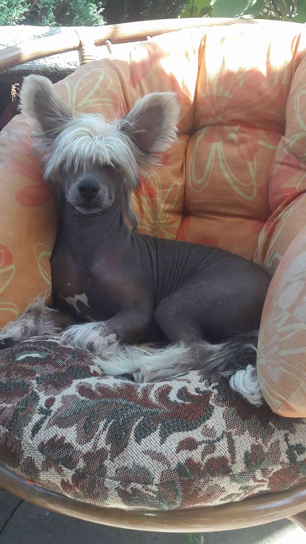 Axinite Shelly More than Love