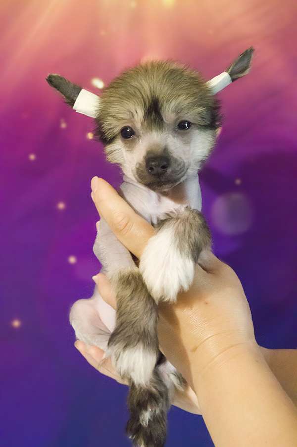 Oro Antenati Ideal Girl