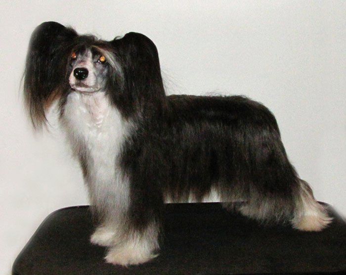 Stormblåstens Vampira